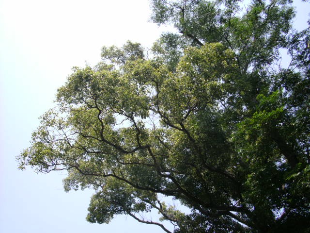dark-branches-in-nobeoka.jpg