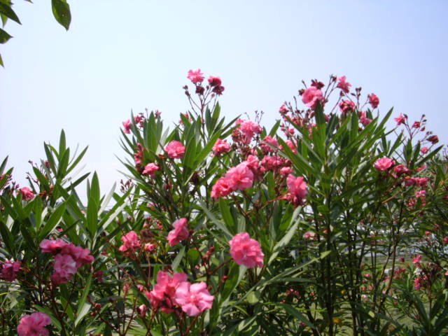 flowers-japan.jpg
