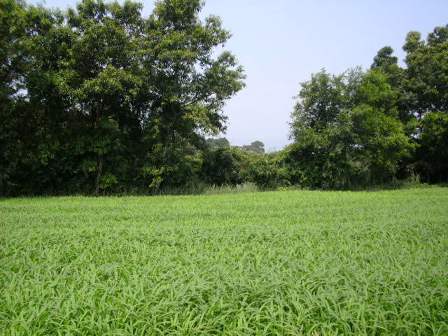 kawaminami-fields.jpg