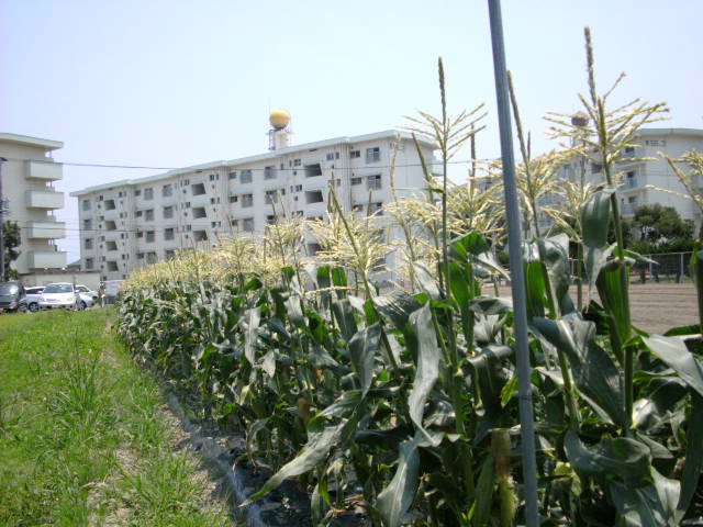 nobeoka-corn.jpg